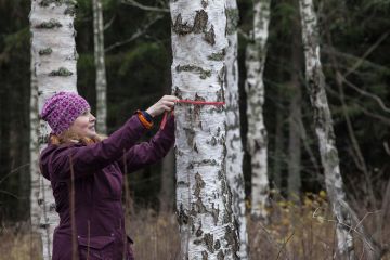 Wilawood Oy:n osakas Hanna Lampinen-VIlkkilä valitsi jalostukseen sopivaa visakoivua perheen metsätilalta Keski-Suomessa. (Kuvaaja: Mikko Riikilä)