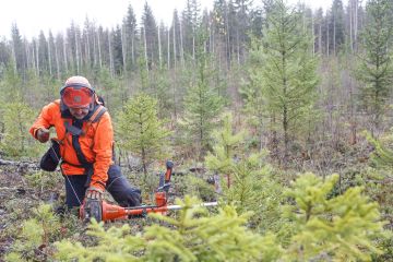 Syksyisessä metsässä on yleensä märkää, satoipa tai ei. (Kuvaaja: Sami Karppinen)