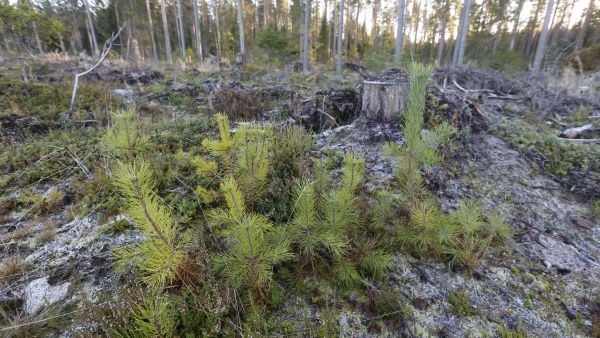 Männyn taimia syntyy sitä enemmän, mitä lähempänä siementävä reunametsä on.  (Kuvaaja: Sami Karppinen)