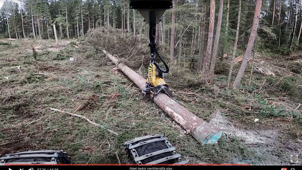 Tämä kuusi oli ainakin kuuden tavallisen tukkipuun kokoinen. Puusta katkottiin vaneritehtaalle matkanneita sorvitukkeja. Kuvankaappaus metsäkonekuski Janne Seppäsen videolta.  