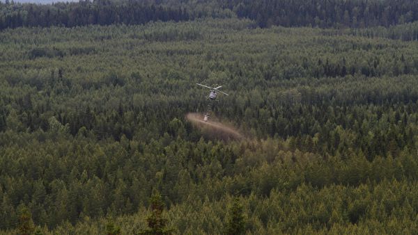 Kompensaatiokaupassa Havulatva lupaa metsänlannoittajalle 30 prosentin alennuksen, kunhan lannoitetut puut saavat kasvaa kahdeksan vuotta. (Kuvaaja: Sami Karppinen)