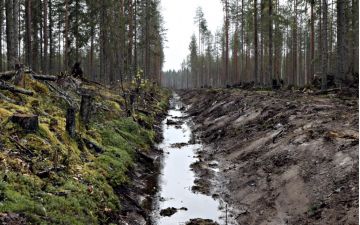 Tuoreet metsäojien perkaukset vaativat tierummuilta hyvää kuntoa lisääntyvien tulvahuippujen vuoksi. (Kuva: Matti Kärkkäinen)