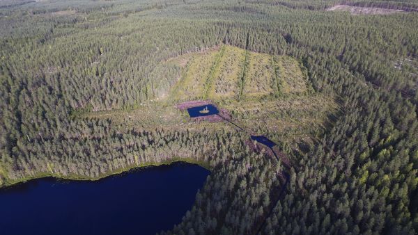 Soiden ennallistaminen nähdään yhtenä merkittävänä keinona luonnon monimuotoisuuden lisäämisessä.