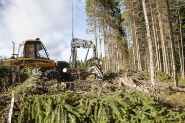 Lahovikaisen kuusikon hakkuuala kannattaa uudistaa koivulle. Kuusialikasvokset pitää raivata, jotta laholle ei jää piileskelypaikkoja. (Kuvaaja: Mikko Riikilä)