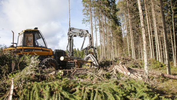 Lahovikaisen kuusikon hakkuuala kannattaa uudistaa koivulle. Kuusialikasvokset pitää raivata, jotta laholle ei jää piileskelypaikkoja. (Kuvaaja: Mikko Riikilä)