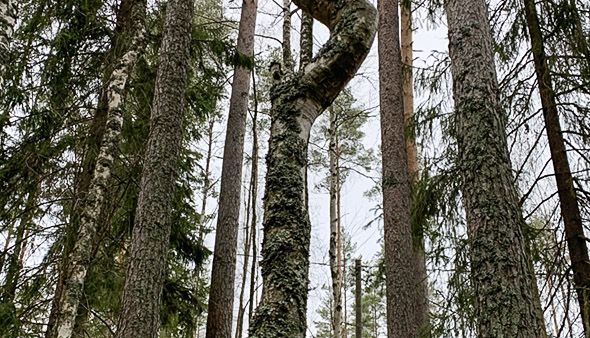 Lukijaa kiinnostivat koivun mutkat.  