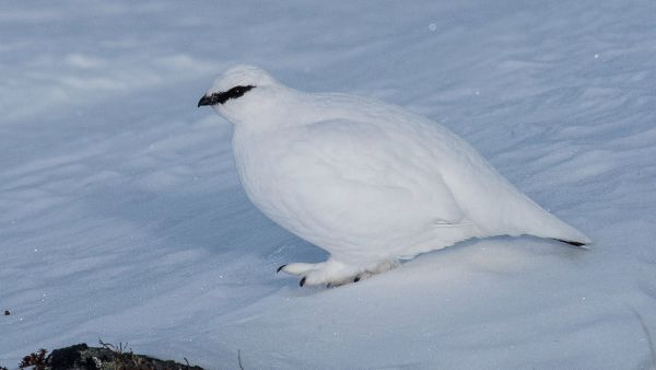 Kiiruna on talvisin lähes vitivalkoinen vain pyrstö, nokka ja ohjasjuova nokasta silmään ovat mustat. (Kuvaaja: Hannu Eskonen)