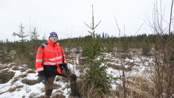 Vuonna 2014 koneellisesti istutettu kuusikko on lähtenyt hyvin kasvuun. Eero Mikkonen on jo varhaisperannut kuuden hehtaarin kuvion. (Kuvaaja: Sami Karppinen)