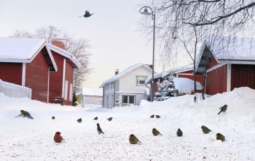 Kun pihlajanmarjat on syöty, puiden alta löytyy runsaasti mössääntyneitä marjoja. Taviokuurnat syövät vain puumaiset siemenet, tilhet marjan hedelmälihaa. Tämän jälkeen tulee nälkä ja talvivaellus jatkuu. (Kuvaaja: Jorma Luhta)