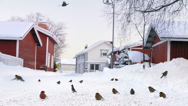 Kun pihlajanmarjat on syöty, puiden alta löytyy runsaasti mössääntyneitä marjoja. Taviokuurnat syövät vain puumaiset siemenet, tilhet marjan hedelmälihaa. Tämän jälkeen tulee nälkä ja talvivaellus jatkuu. (Kuvaaja: Jorma Luhta)