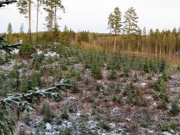 Tilan pinta-alasta lähes puolet oli taimikoita, minkä vuoksi keskipuusto jäi alhaiseksi.  (Kuvaaja: Hannu Liljeroos)