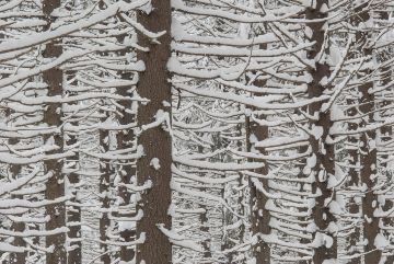 Jos joku keksii meidän metsätalouttamme ekologisemman tavan tuottaa puuta ihmisten tarpeisiin, kertokoon sen Seppo Vuokko kirjoittaa. (Kuvaaja: Jorma Peiponen)