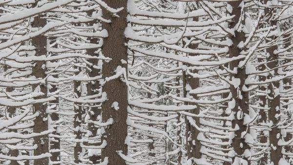 Jos joku keksii meidän metsätalouttamme ekologisemman tavan tuottaa puuta ihmisten tarpeisiin, kertokoon sen Seppo Vuokko kirjoittaa. (Kuvaaja: Jorma Peiponen)