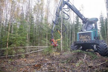 Koivua syntyy vähänkin rehevämmille maille, mutta sen kasvattaminen sekapuustoksi on haastavaa.  (Kuvaaja: Mikko Riikilä)