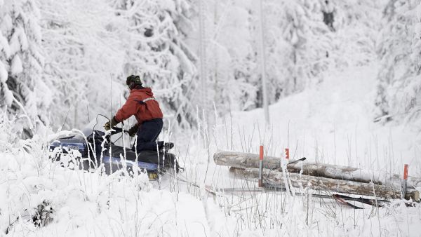 Puita jaettaessa moottorikelkalla ovat ylämäet pahimpia paikkoja joihin matkanteko voi tyssätä, jos kuormaa on liikaa. Ajajana Juho Komulainen. (Kuvaaja: Ari Komulainen)