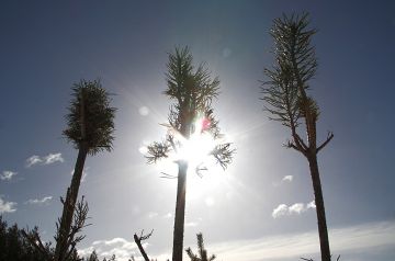 Hirvien taimikoille aiheuttamien tuhojen pelätään pahenevan tänä talvena, kun lunta on runsaasti lähes kaikkialla Suomessa. (Kuvaaja: Sami Karppinen)