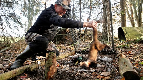 Rauno Mikkonen on tyypillinen näädänpyytäjä. Hän metsästää, vaikka ei saisikaan kovin usein saalista.  