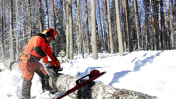 Stihl MS 400 toimi pakkaskelilläkin ongelmitta. Lämpökahvoin varustettua mallia ei ole tarjolla. (Kuvaaja: Sami Karppinen)