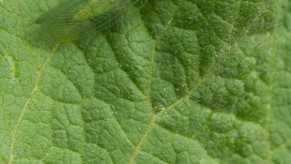 Kun hitaasti lentävät harsokorennot kuulevat lepakon kaikuluotausäänen, ne pelastautuvat pudottautumalla saman tien maahan. (Kuva: Jorma Peiponen)