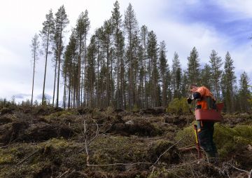 Sergii Zaremba istuttaa Kannuksen Märsylän kylällä. (Kuvaaja: Esko Keski-Vähälä)