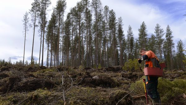 Sergii Zaremba istuttaa Kannuksen Märsylän kylällä. (Kuvaaja: Esko Keski-Vähälä)