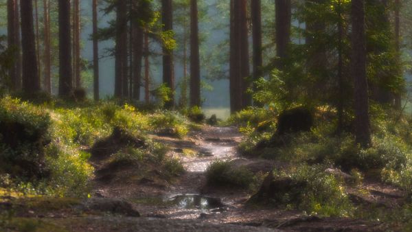 Siikanevan kansallispuiston suosaarekkeet ovat yksi Bobyrevin mielipaikoista kuvata. (Kuvaaja: Emil Bobyrev)