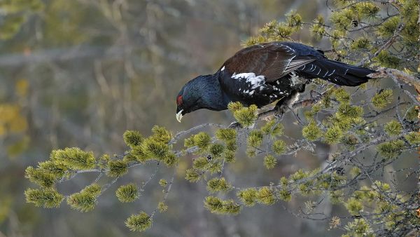 Männyn neulaset ovat puoli vuotta metsokukon ainoa ateria. Ruokalista monipuolistuu samaan aikaan kun kevätsoidin alkaa.  