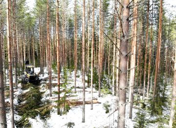 Satojenkaan hehtaarien omaisuus yhteismetsässä ei välttämättä kelpaa lainojen vakuuksiksi.  (Kuvaaja: Sami Karppinen)