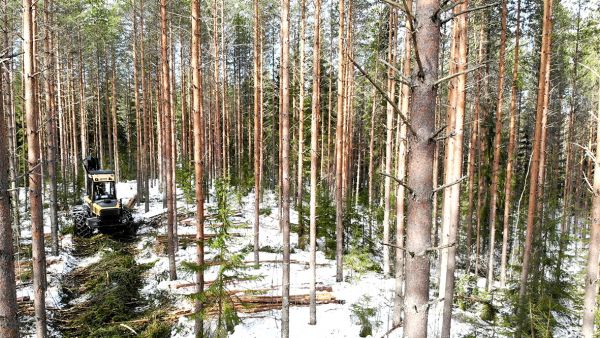 Satojenkaan hehtaarien omaisuus yhteismetsässä ei välttämättä kelpaa lainojen vakuuksiksi.  (Kuvaaja: Sami Karppinen)