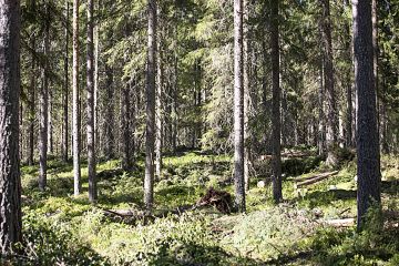 Varttuneiden metsien kasvutasot nousevat Motti-mallien myötä jopa puolet aiempaa suuremmiksi. (Kuvaaja: Sami Karppinen)