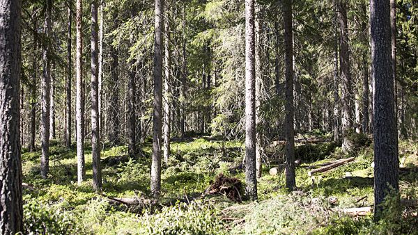 Varttuneiden metsien kasvutasot nousevat Motti-mallien myötä jopa puolet aiempaa suuremmiksi. (Kuvaaja: Sami Karppinen)