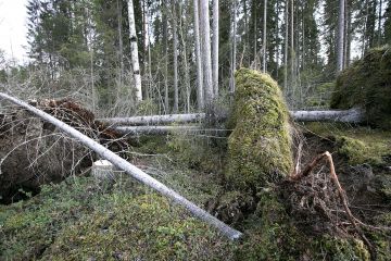 Onko riskiä Kuusituhopuun riskiraja on lain mukaan kymmenen kuutiota hehtaarilla. Se tarkoittaa kymmentä järeää kuusitukkirunkoa, joten muutamaa tuulen kaatamaa kuusta ei tarvitse metsästä pois kuljettaa. Vaikka paniikkiin ei ole aihetta, kuusirungot voi kuoria, jolloin ne eivät enää kelpaa kirjanpainajille. (Kuvaaja: Sami Karppinen)