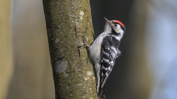 Pikkutikka ei ole peippoa suurempi. (Kuvaaja: Micha Fager)