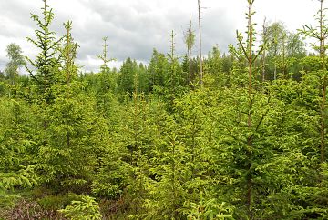 Hyvässä kasvuvaiheessa olevien puustojen tulevia hakkuutuloja diskontataan metsätilojen hintoihin. (Kuvaaja: Mikko Häyrynen)