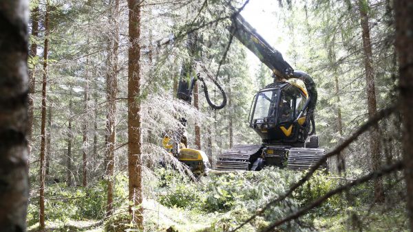 Kuitupuusta suurin osa tulee harvennuksilta , mutta noin kolmannes päätehakkuilta.(Kuvaaja: Sami Karppinen)