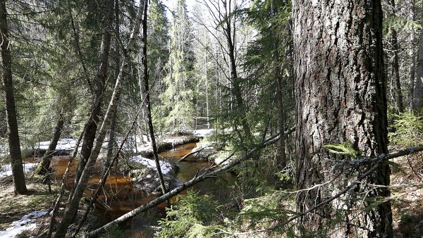 PEFC-sertifioinnin kriteeristö meni ely-keskuksen hydrobiologi Taina Ihaksin mielestä säästöpuiden ja vesiensuojelun osalta selkeästi parempaan suuntaan, mutta kriteeristö kokonaisuutena jäi liian kauas ekologisesta tarpeesta. (Kuvaaja: Sami Karppinen)