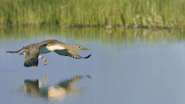 Raskas sukeltaja tarvitsee lentoonlähtöön pitkän kiitoradan. Avosuolla kaakkurille riittää pienikin lampare, koska puut eivät estä hyvin loivaa nousukiitoa. (Kuvaaja: Jorma Luhta)