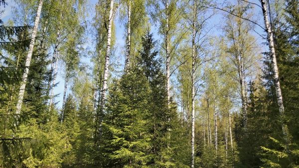 Tilalla oli puuta enemmän kuin myyntiesitteessä luvattiin. (Kuvaaja: Hannu Liljeroos)