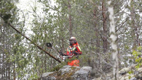 Kaatosade tekee jäkäläpeitteisistä kalliokumpareista todella liukkaita, mikä tuo sahaukseen ylimääräistä haastetta. Sahatessa sadetta ei juuri huomaa, mutta kun pysähtyy tauolle niin kylmä iskee nopeasti, Suvi Tasanko sanoo. (Kuvaaja: Sami Karppinen)