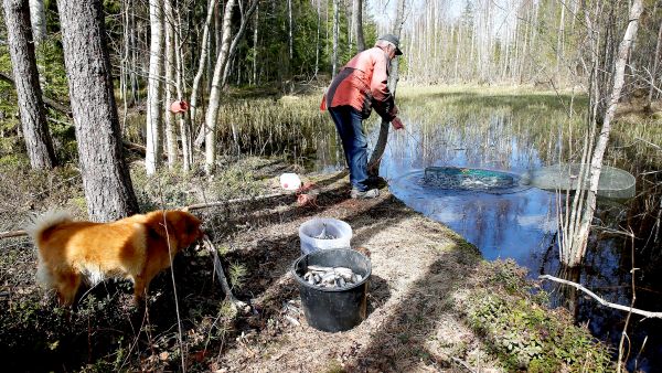 Särkijahdissa katiskaa parempaa pyytöä ei olekaan, Paavo Kukkonen tuumaa. (Kuvaaja: Jere Malinen)