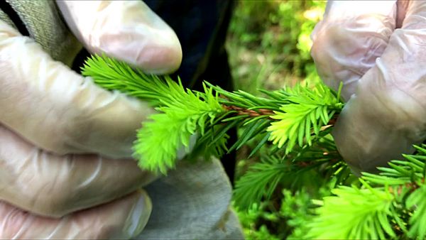 Tuoreen kerkän kilohinta vaihtelee, mutta tyypillisesti se on noin viisi euroa. Metsänomistajalle tulo on verovapaata, jos hän poimii kerkät itse. (Kuvaaja: Jussi Laurila)