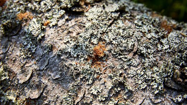 Pienet reiät ja ruskea puru paljastavat, että kirjanpainaja on pesiytynyt metsään.  (Kuvaaja: Seppo Samuli)