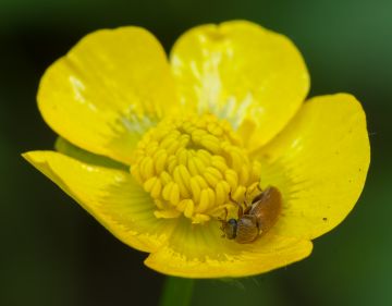 Vattukuoriainen ahmii leinikin siitepölyä ja odottaa kukinnan alkua. (Kuvaaja: Jorma Peiponen)