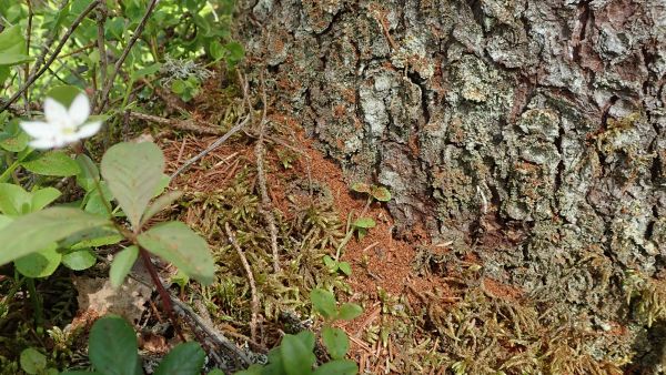 Kirjanpainajan voi havaita rungon tyvelle syntyvästä purukasasta.  (Kuvaaja: Tiina Ylioja)