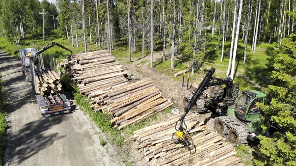 Puutavara-auto haki Kivijärvellä kesäkuun alussa puutavaraa varastolta samaan aikaan, kun ajokone sitä sinne toi. Työmaa oli Keski-Suomen metsänhoitoyhdistyksen ja puutavara kuljetettiin ER-Sahalle Viitasaarelle. (Kuvaaja: Sami Karppinen)