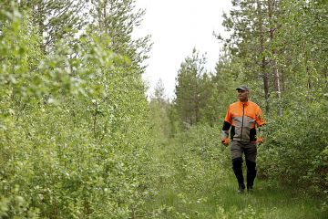 Vuonna 2001 vanhalle pellolle istutettu männikkö on kasvanut vauhdikkaasti Ali Vaaralan hoidossa. (Kuvaaja: Sami Karppinen)