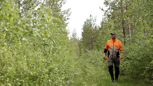 Vuonna 2001 vanhalle pellolle istutettu männikkö on kasvanut vauhdikkaasti Ali Vaaralan hoidossa. (Kuvaaja: Sami Karppinen)