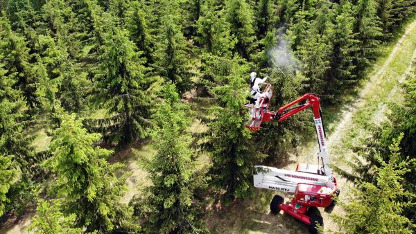 Kasvinsuojeluaineiden toimivuutta testataan kuusen siemenviljelyksen latvuksissa (Kuvaaja: Sami Karppinen)