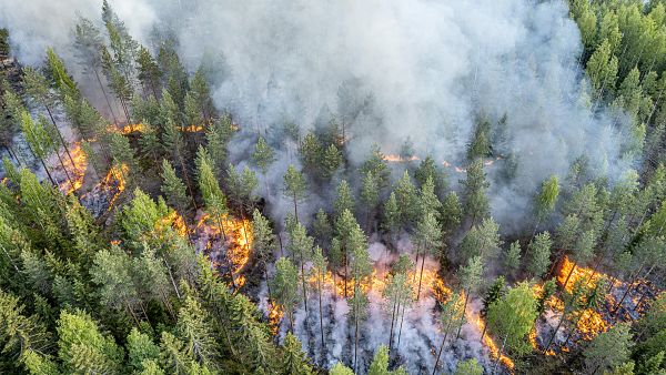 Viiden vuoden ajan valmisteltu hanke huipentui kesäkuussa, kun Niiniveden keskiosissa sijaitsevassa Lehtosaaressa päästiin polttamaan 2,7 hehtaarin alue.  (Kuvaaja: Pentti Vänskä)