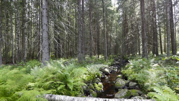 Jos pefc-sertifioinnin edellyttämä vesistöjen suojavyöhyke kasvaa viidestä kymmeneen metriin, on vuotuisten hakkuumahdollisuuksien arvioitu vähenevän noin 120 000 kuutiometriä. (Kuvaaja: Sami Karppinen)